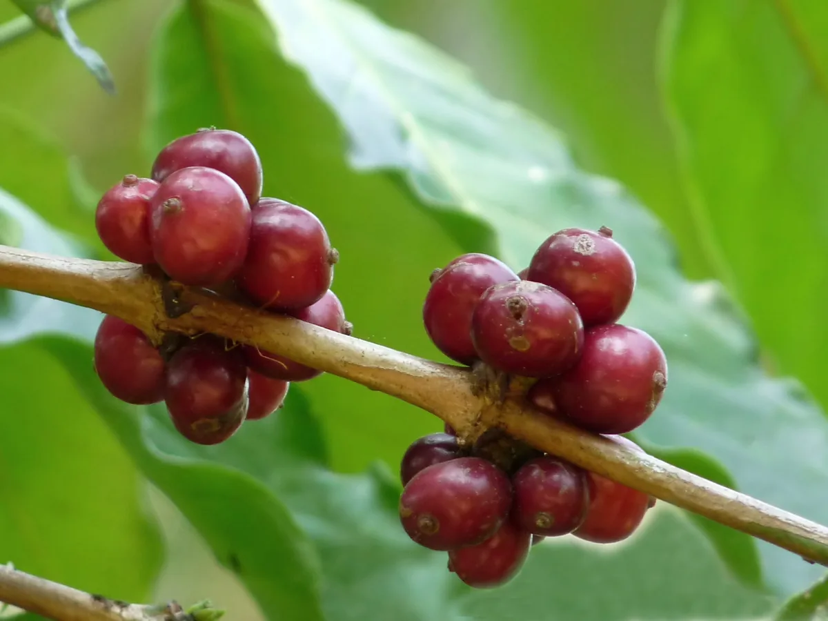 Photo: Jeevan Jose, Kerala, India · CC BY-SA 4.0 · via Wikimedia Coffee, photograph