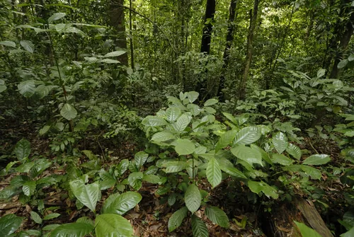 robusta coffee (Coffea canephora), photograph