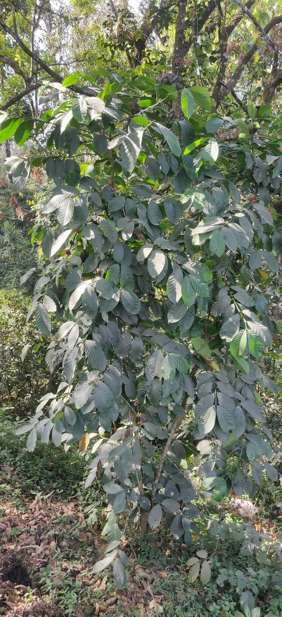 robusta coffee (Coffea canephora), photograph
