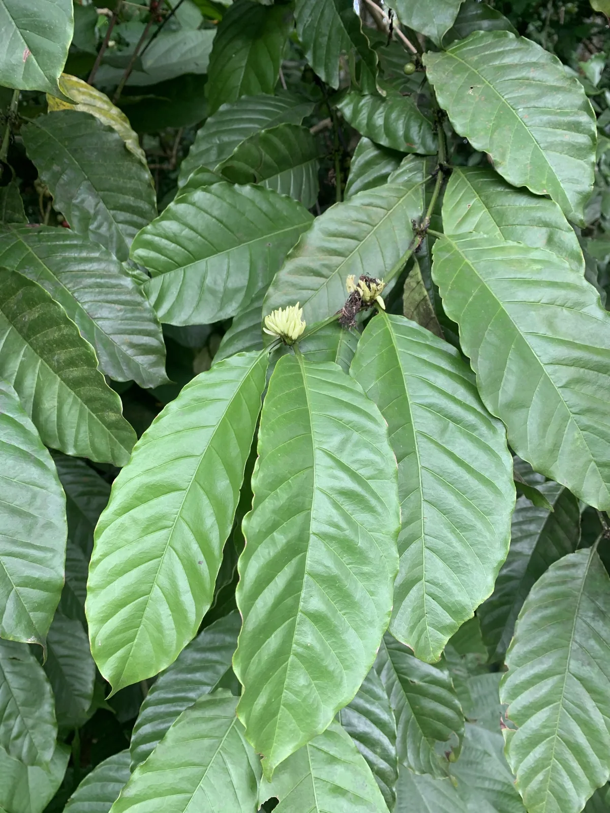 Liberian coffee (Coffea liberica), photograph