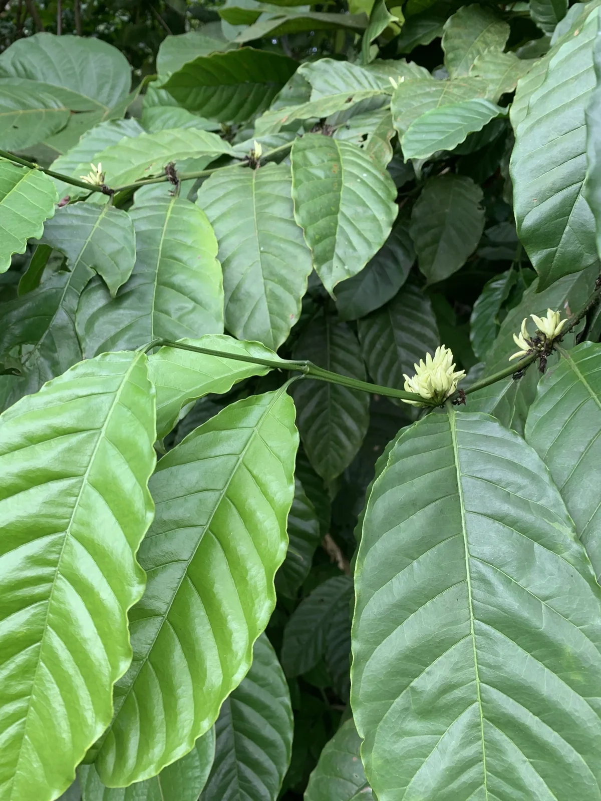 Liberian coffee (Coffea liberica), photograph