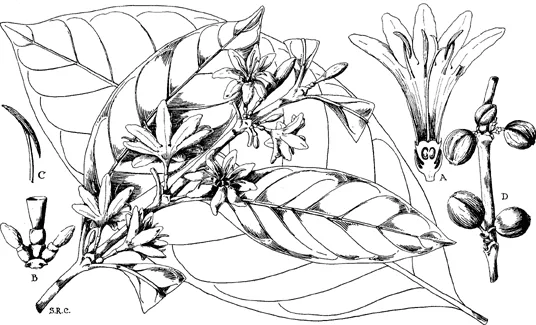 Liberian coffee (Coffea liberica), photograph