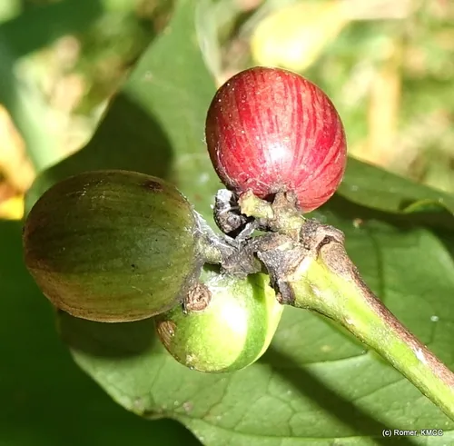 Photo: no rights reserved · CC0 · via iNaturalist Liberian coffee (Coffea liberica), photograph