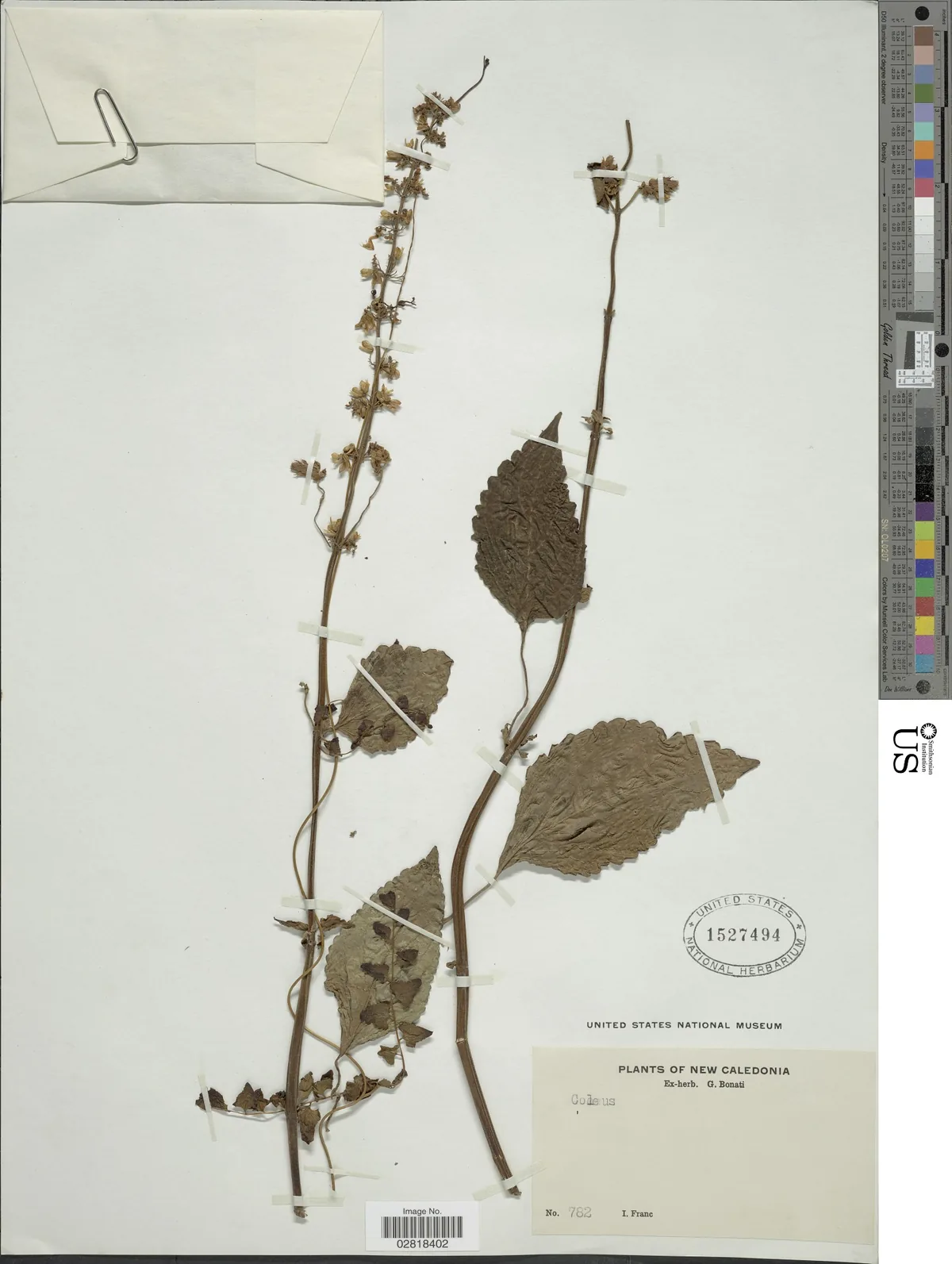 coleus (Coleus scutellarioides), photograph