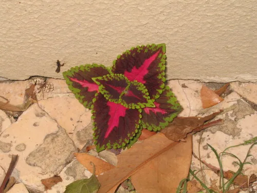 coleus (Coleus scutellarioides), photograph
