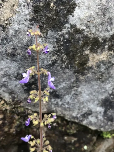 coleus (Coleus scutellarioides), photograph