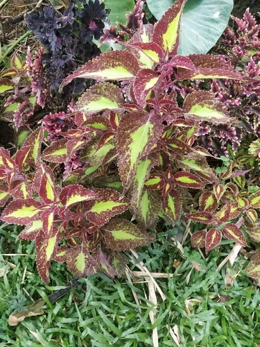 coleus (Coleus scutellarioides), photograph