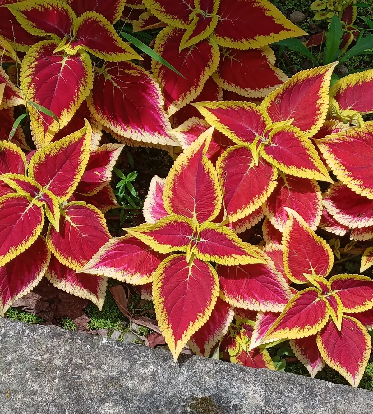 Photo: Satyaji Wibowo, via iNaturalist · CC BY · via GBIF coleus (Coleus scutellarioides), photograph