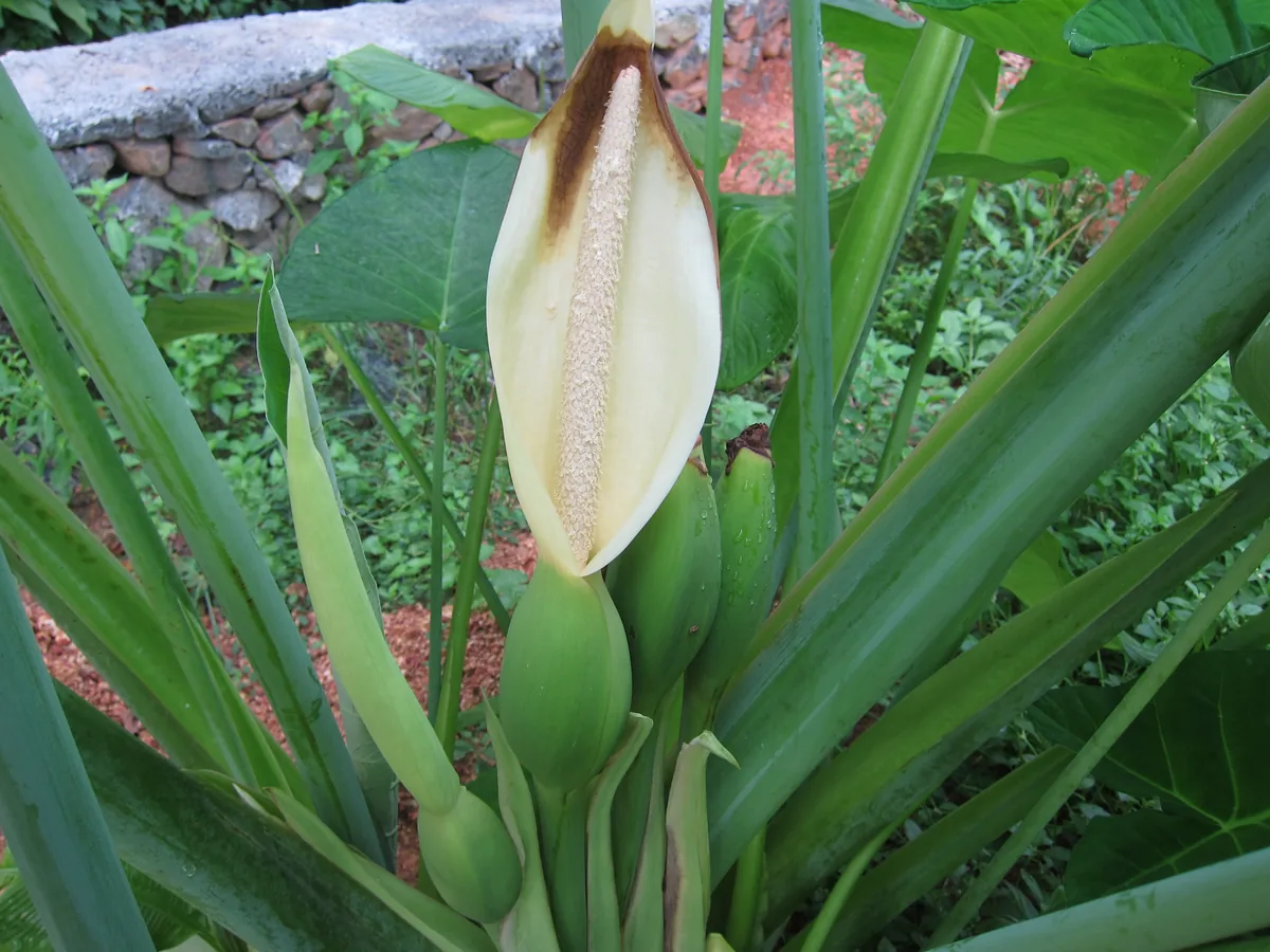 taro (Colocasia esculenta), photograph