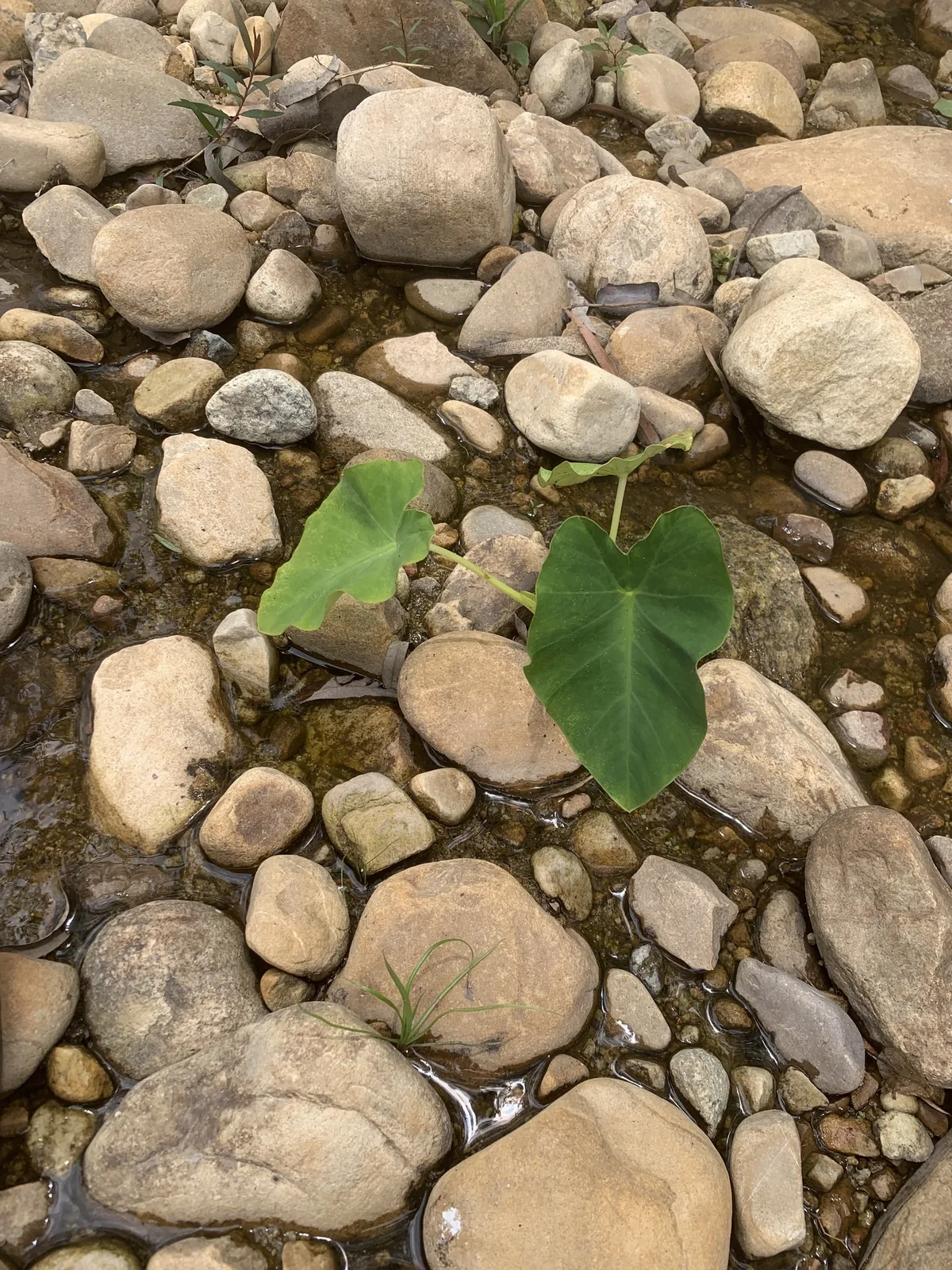 taro (Colocasia esculenta), photograph