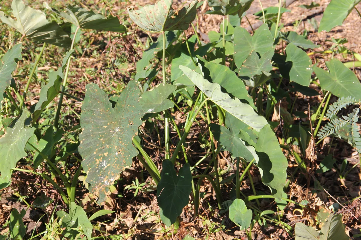 taro (Colocasia esculenta), photograph