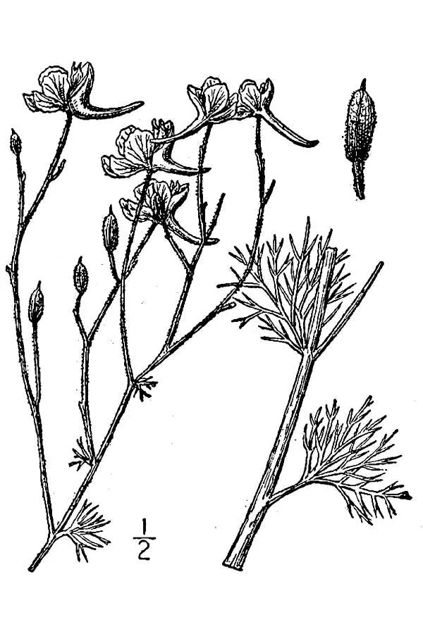 Larkspur (Consolida ajacis), botanical illustration