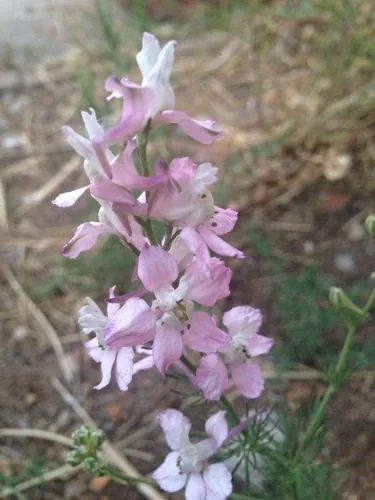 Larkspur (Consolida ajacis), photograph