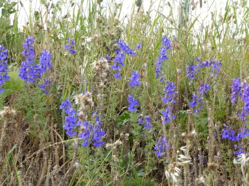 Larkspur (Consolida ajacis), photograph