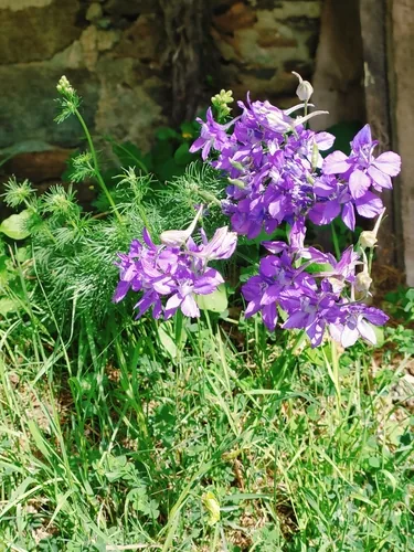Photo: (c) Adrien Cozannet, some rights reserved · CC BY · via iNaturalist larkspur (Consolida ajacis), photograph