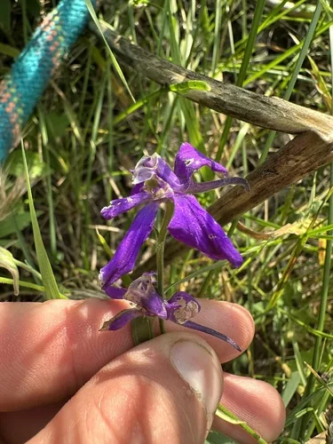 Larkspur (Consolida ajacis), photograph