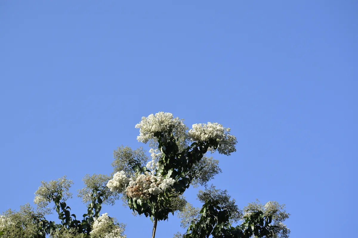 Ecuador laurel (Cordia alliodora), photograph