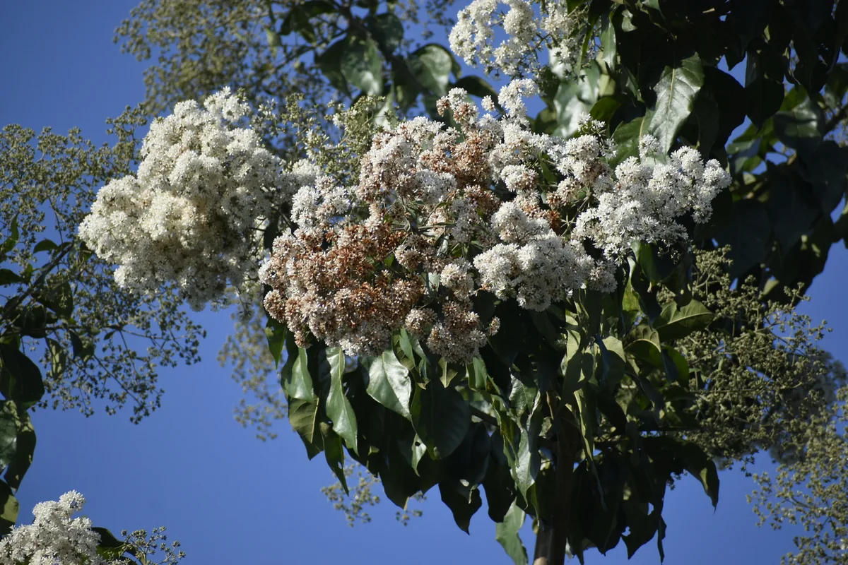 Ecuador laurel (Cordia alliodora), photograph