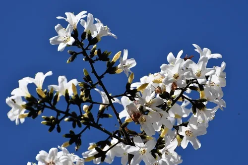Ecuador laurel (Cordia alliodora), photograph