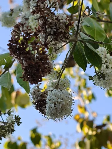 Photo: no rights reserved · CC0 · via iNaturalist Ecuador laurel (Cordia alliodora), photograph