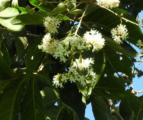 Ecuador laurel (Cordia alliodora), photograph