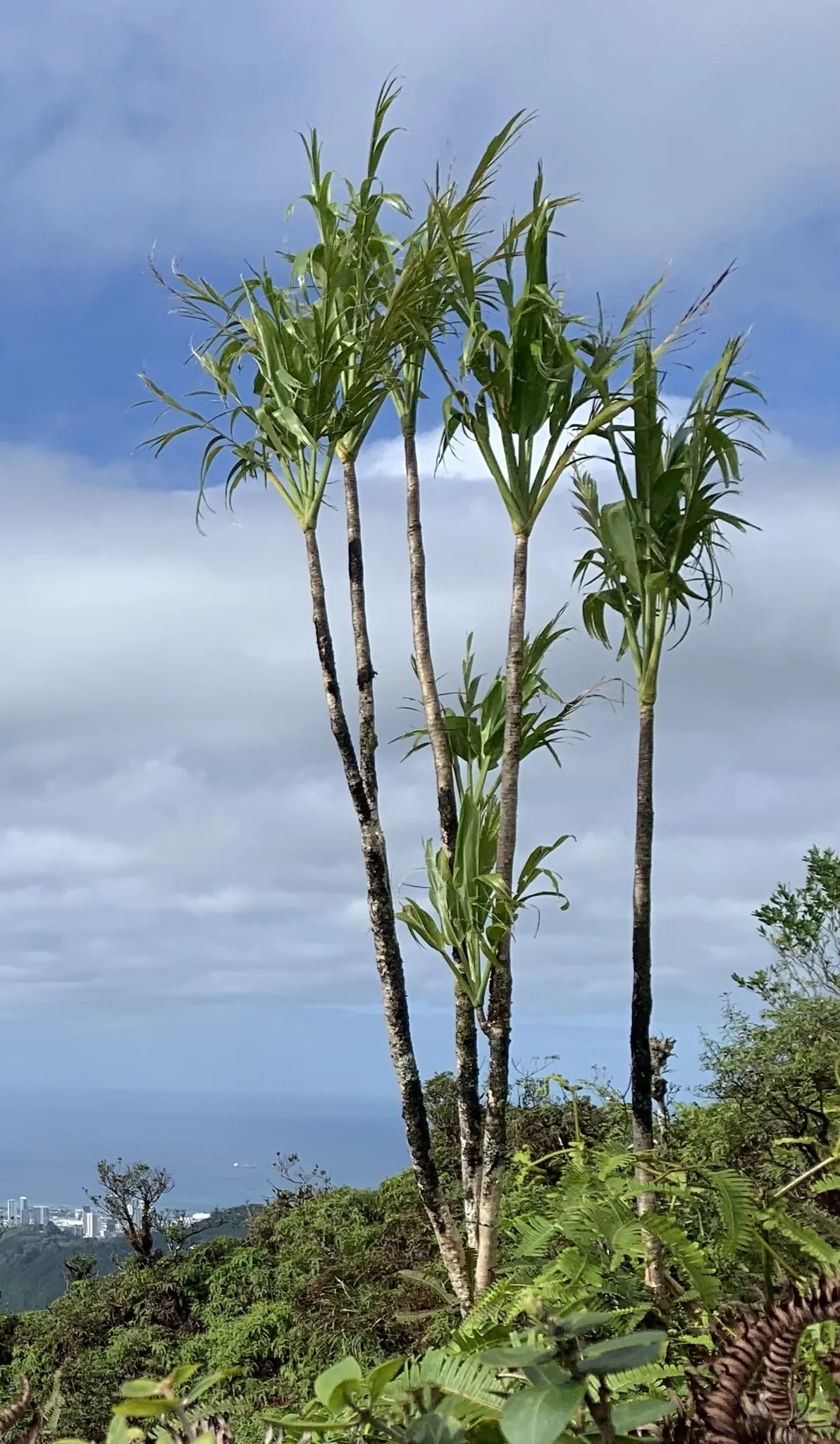 Ti Plant (Cordyline fruticosa), photograph