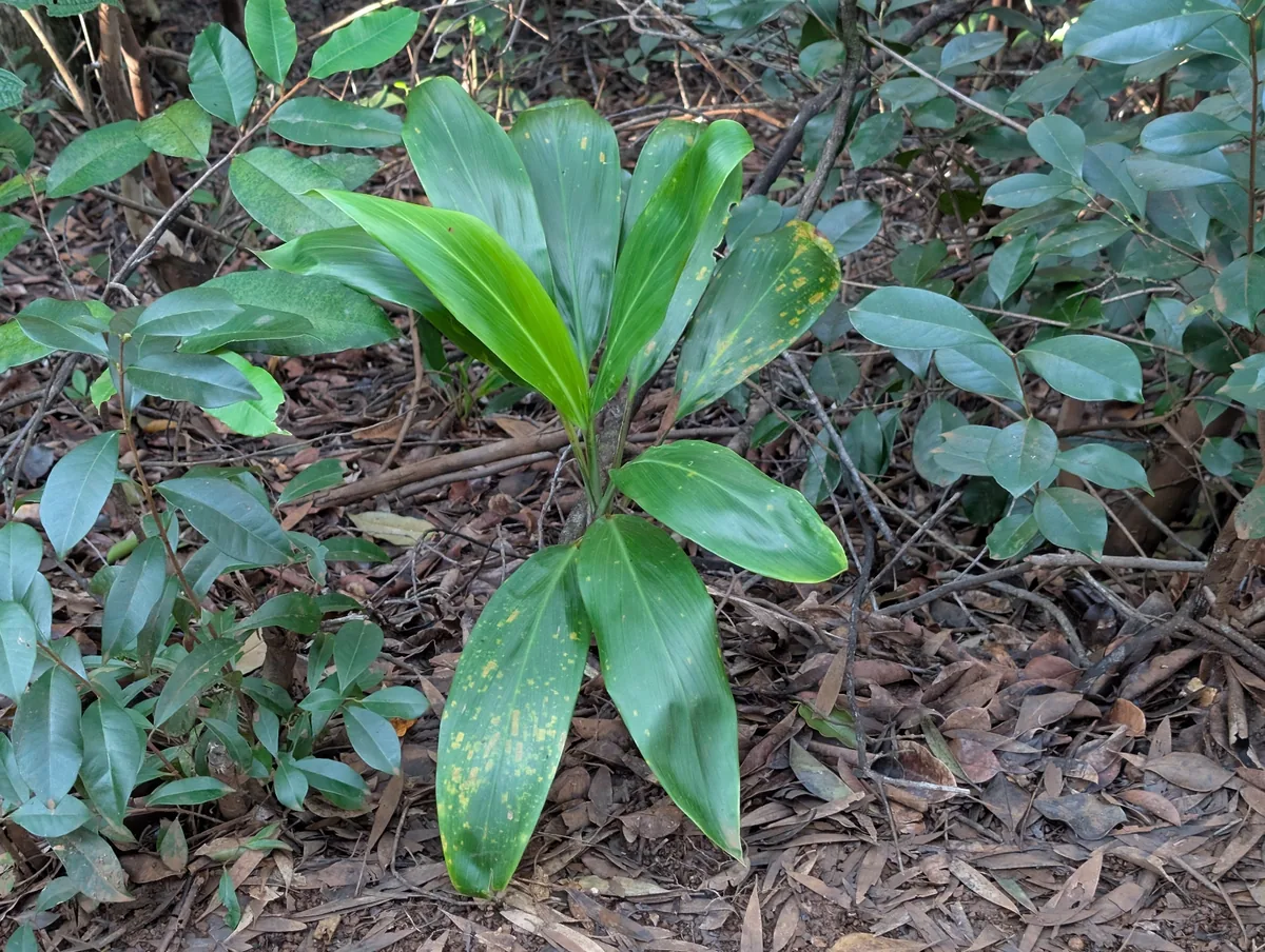 Photo: Damien Wallace, via iNaturalist · CC BY · via GBIF ti plant (Cordyline fruticosa), photograph