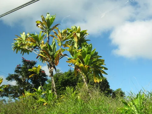 Ti Plant (Cordyline fruticosa), photograph