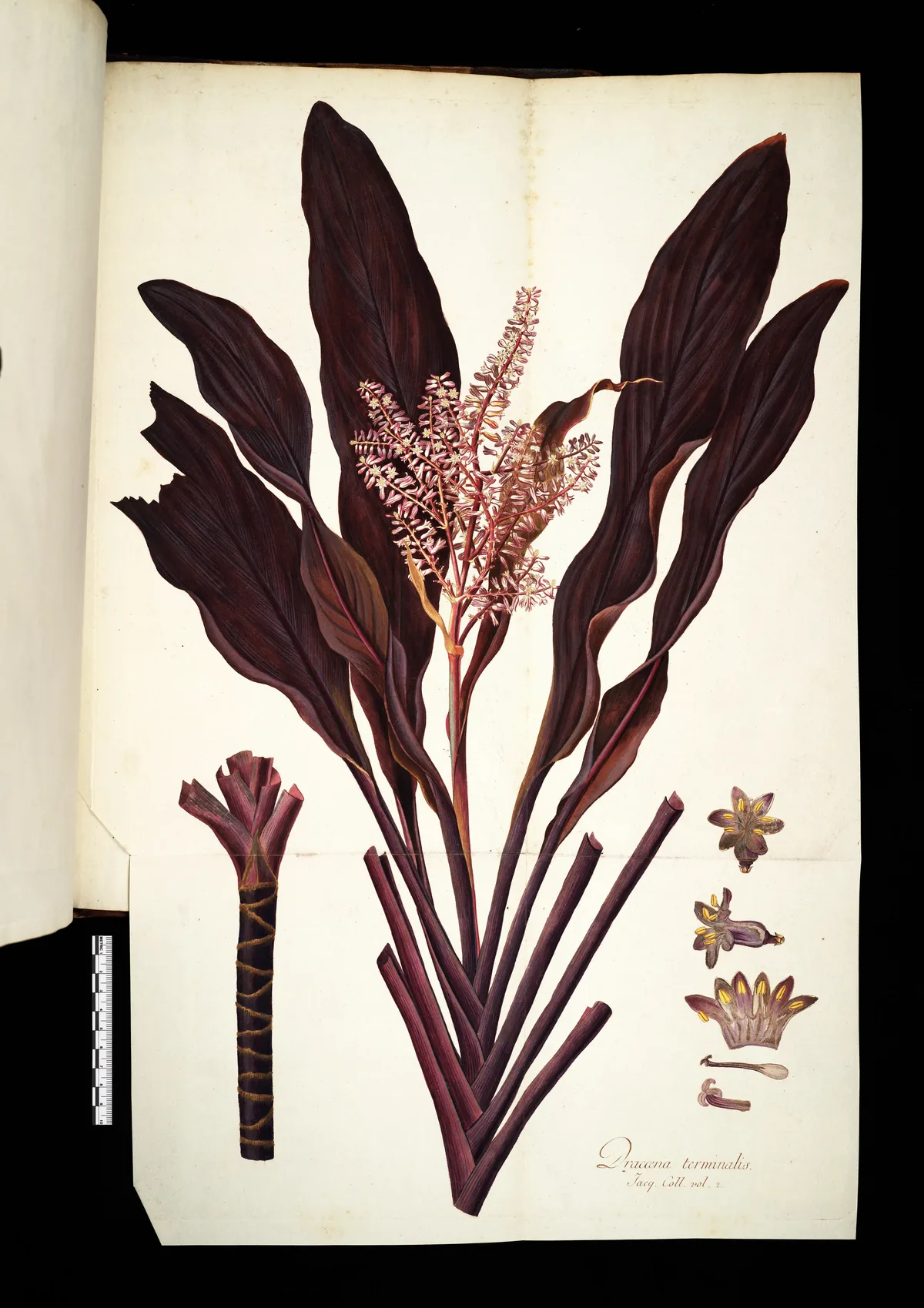 Ti Plant (Cordyline fruticosa), botanical illustration
