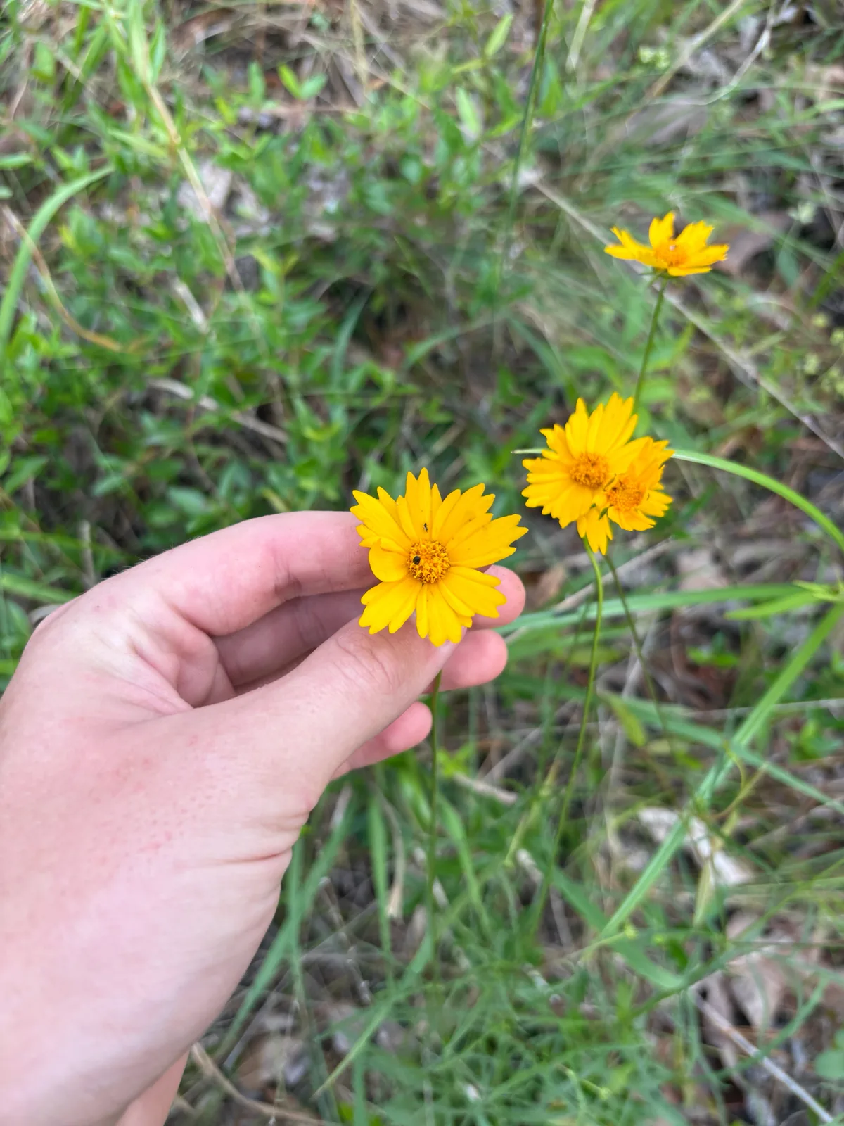 Coreopsis (Coreopsis grandiflora), photograph