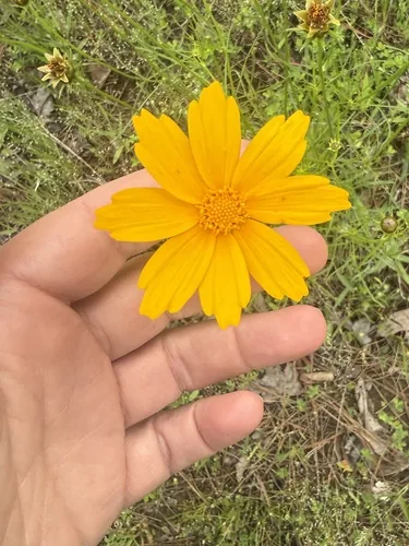 Coreopsis (Coreopsis grandiflora), photograph
