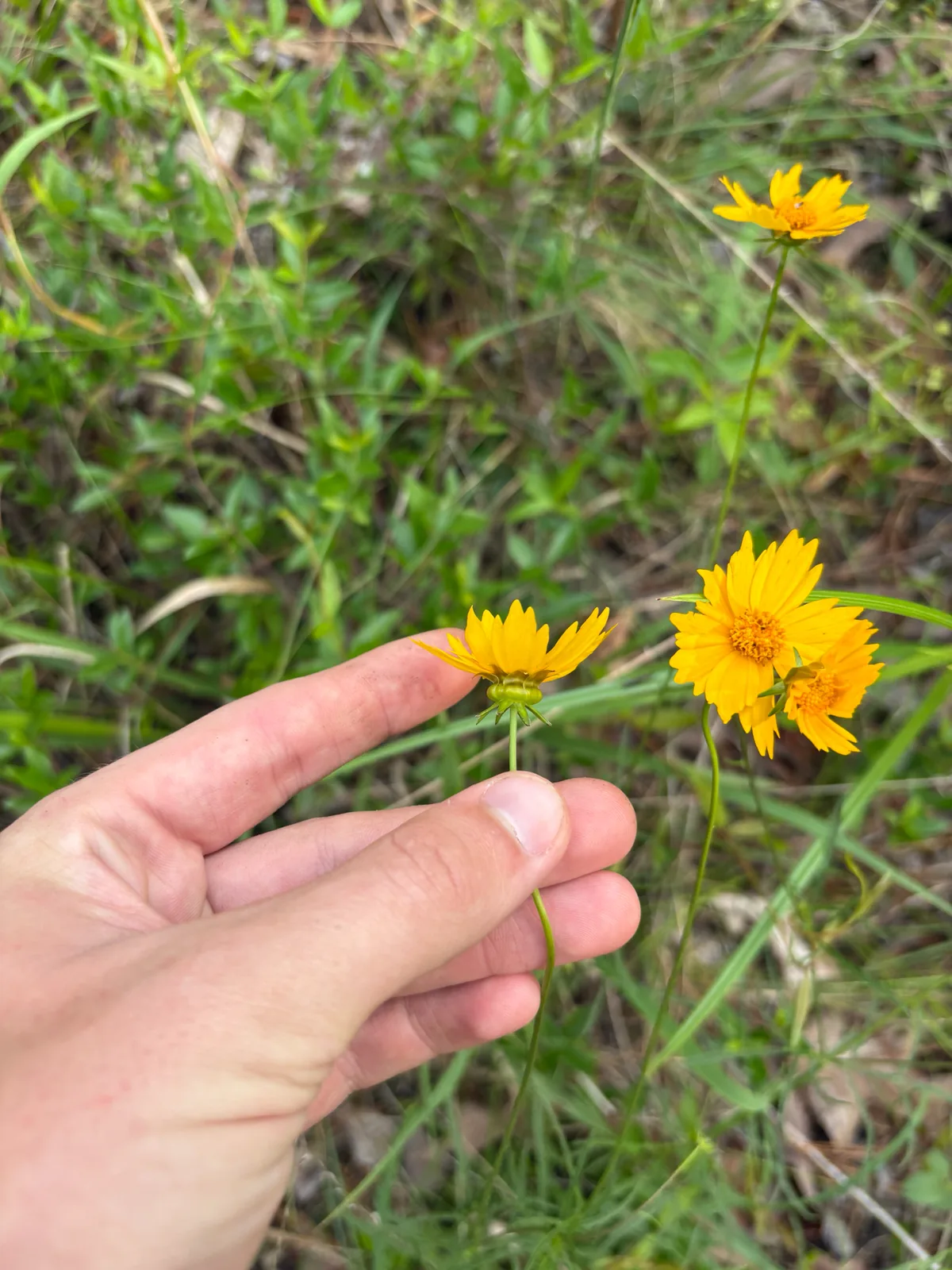 Coreopsis (Coreopsis grandiflora), photograph