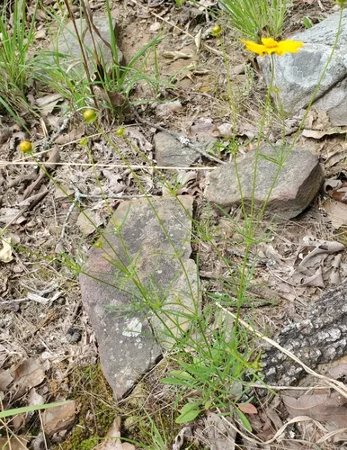 Coreopsis (Coreopsis grandiflora), photograph