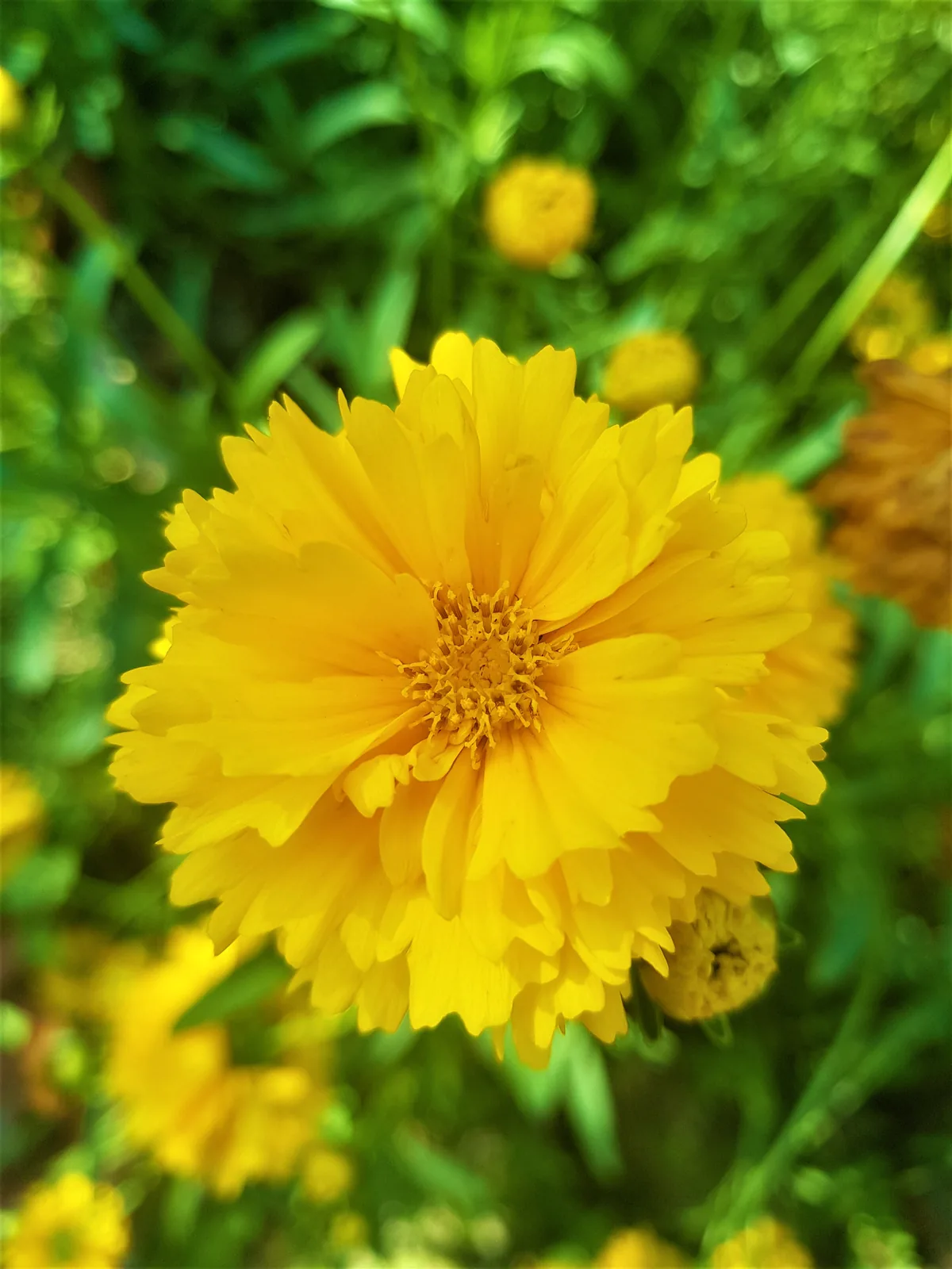 Photo: Sabina Bajracharya, CC BY-SA 4.0, via Wikimedia Commons · CC BY-SA 4.0 · via Wikimedia Coreopsis (Coreopsis grandiflora), photograph