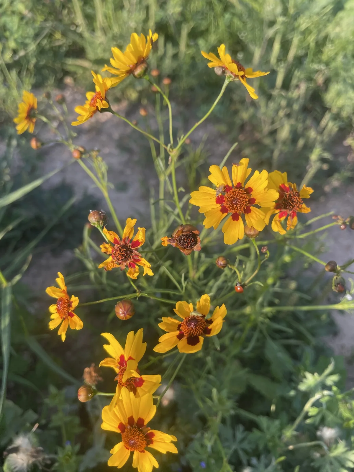 Photo: Cricket Raspet, via iNaturalist · CC BY · via GBIF plains coreopsis (Coreopsis tinctoria), photograph