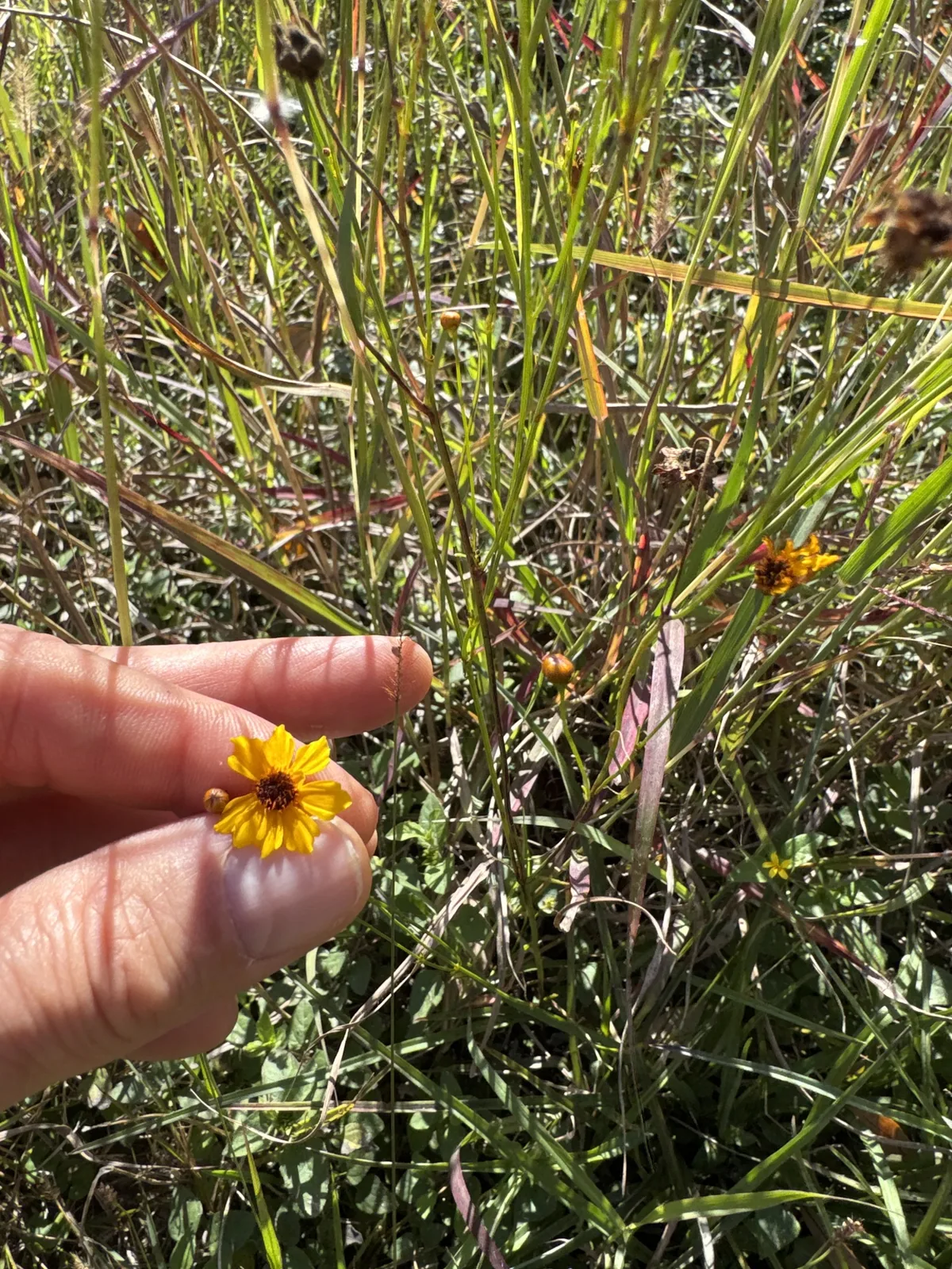 Plains Coreopsis (Coreopsis tinctoria), photograph