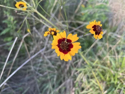 Photo: (c) Devin Kellar, some rights reserved (CC BY) · cc-by · via iNaturalist Plains Coreopsis (Coreopsis tinctoria), photograph