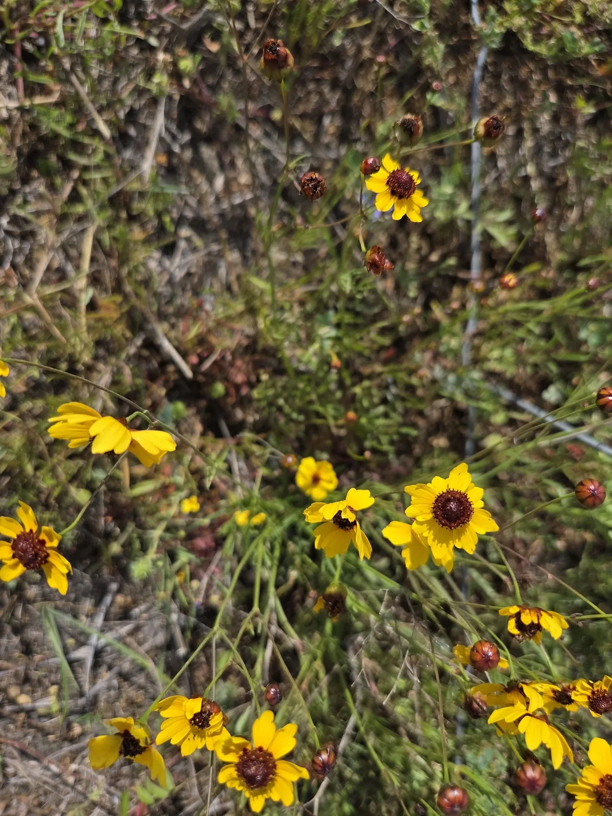 Plains Coreopsis (Coreopsis tinctoria), photograph