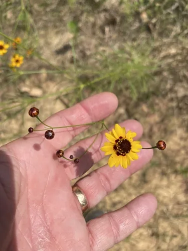 Plains Coreopsis (Coreopsis tinctoria), photograph