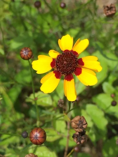 Plains Coreopsis (Coreopsis tinctoria), photograph