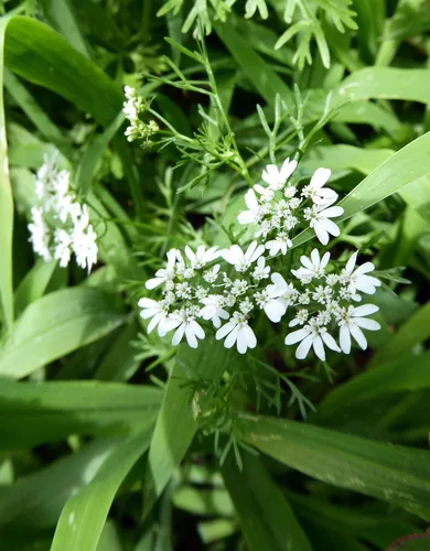 Cilantro (Coriandrum sativum), photograph