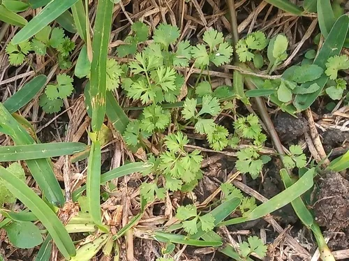 Cilantro (Coriandrum sativum), photograph