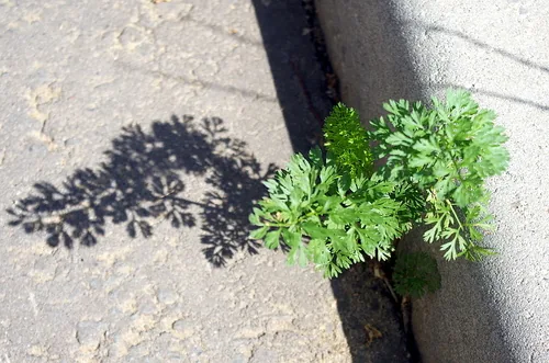 Cilantro (Coriandrum sativum), photograph