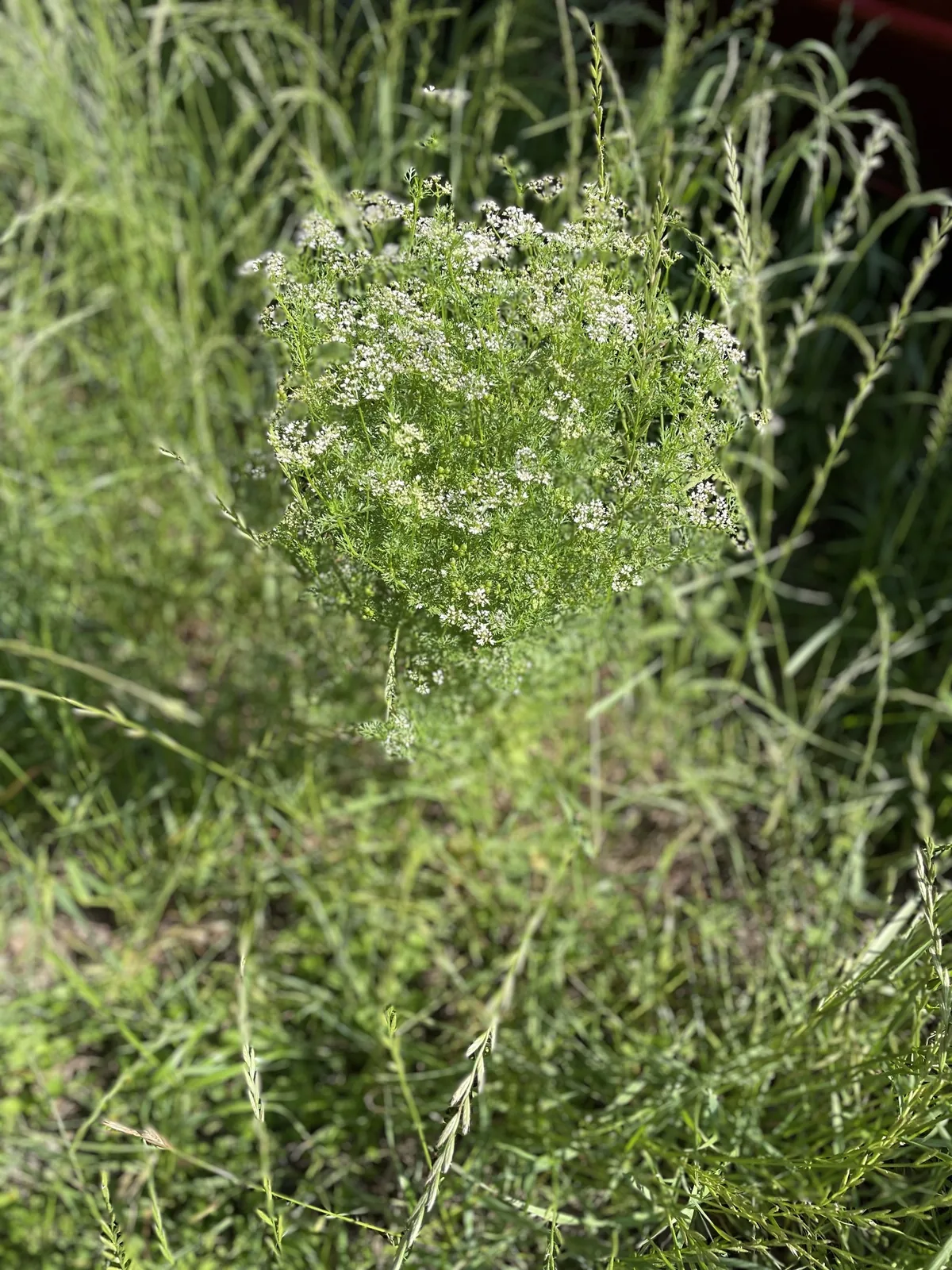 Cilantro (Coriandrum sativum), photograph