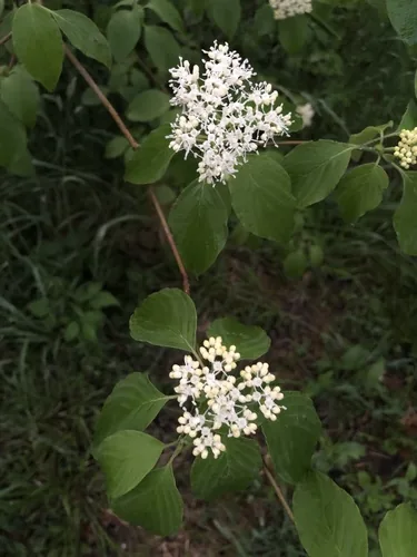 Photo: (c) Jamie Hunter, some rights reserved · CC BY · via iNaturalist pagoda dogwood (Cornus alternifolia), photograph