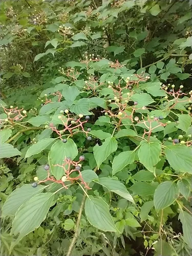 Pagoda Dogwood (Cornus alternifolia), photograph