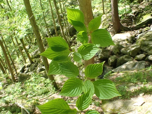 Photo: (c) John Abrams, some rights reserved (CC BY) · cc-by · via iNaturalist Pagoda Dogwood (Cornus alternifolia), photograph