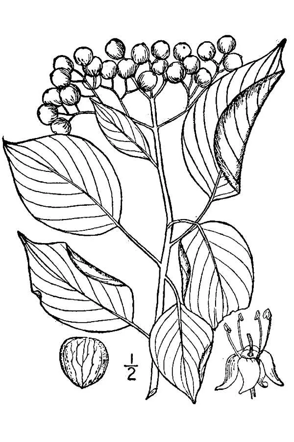 Pagoda Dogwood (Cornus alternifolia), botanical illustration