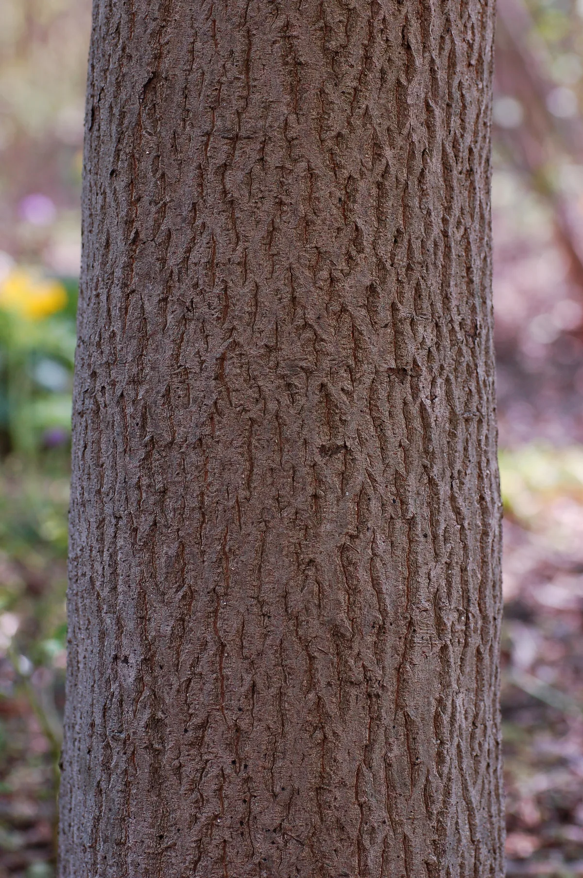 Pagoda Dogwood (Cornus alternifolia), photograph