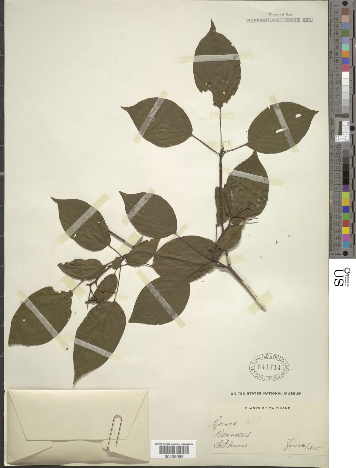 Pagoda Dogwood (Cornus alternifolia), photograph
